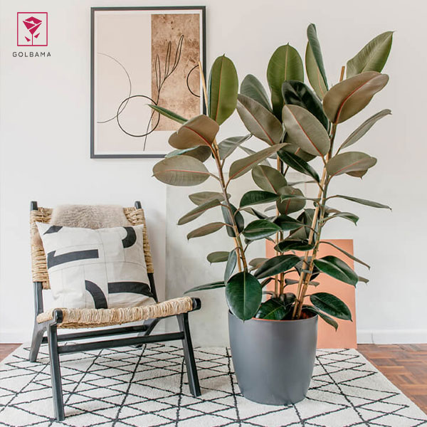 درختچه آپارتمانی فیکوس الاستیکا (Rubber fig)