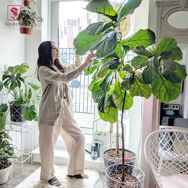 درختچه آپارتمانی فیکوس لیراتا (Fiddle-Leaf Fig)