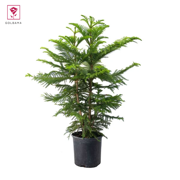 درختچه آپارتمانی کاج مطبق (Norfolk Island pine)