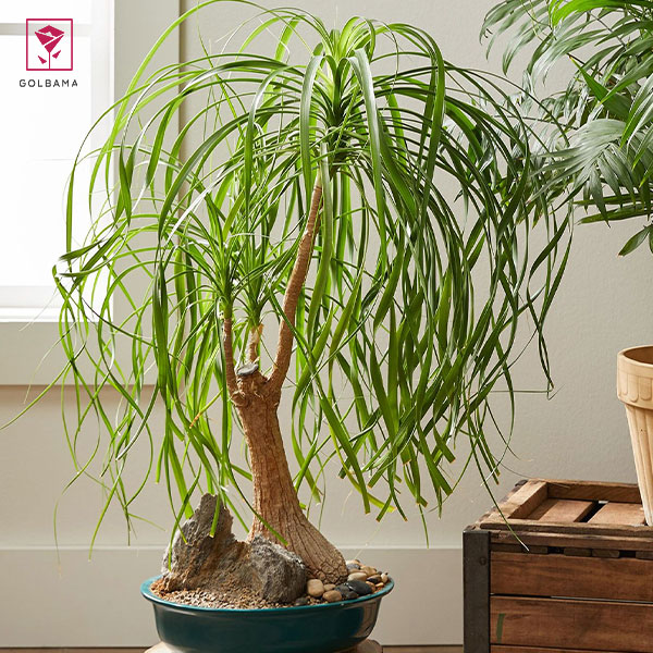 درختچه آپارتمانی نخل لیندا (Ponytail palm)