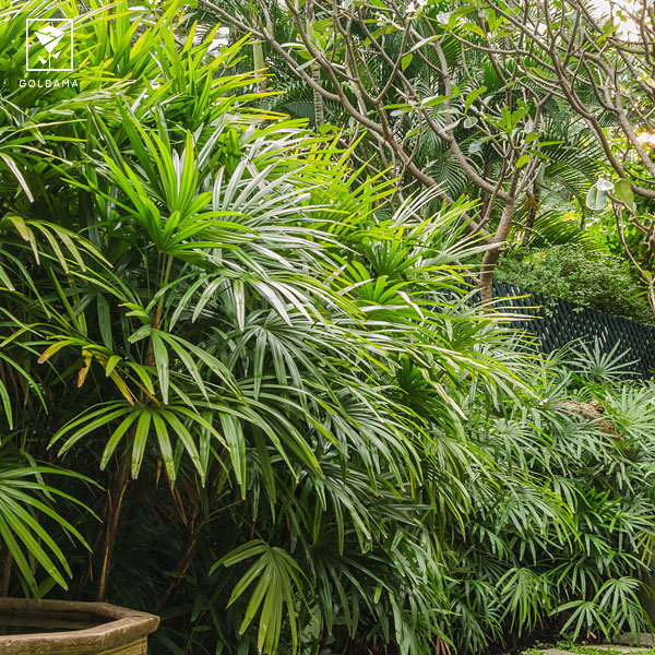 درختچه آپارتمانی نخل راپیس (Rhapis excelsa)