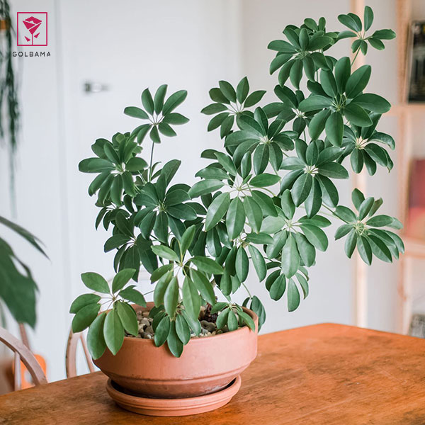 درختچه آپارتمانی شفلرا (Schefflera)