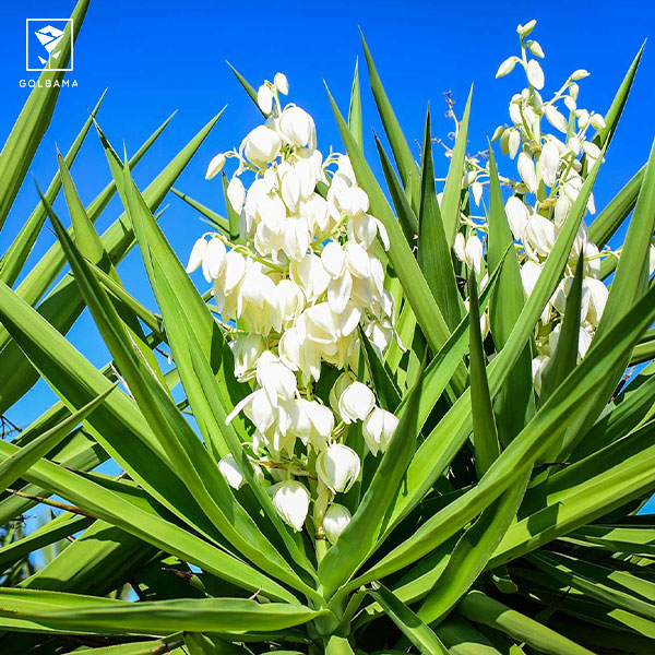 درختچه آپارتمانی یوکا (Yucca)