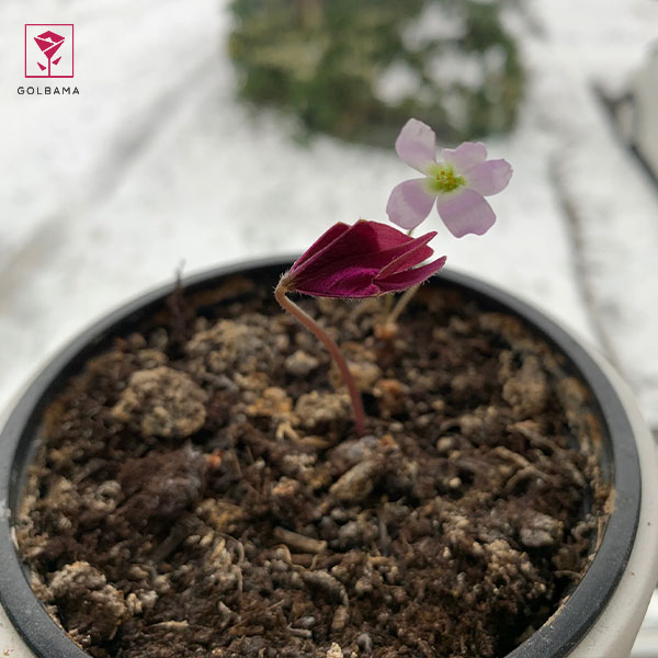 دوره‌ی خفتگی گل اگزالیس