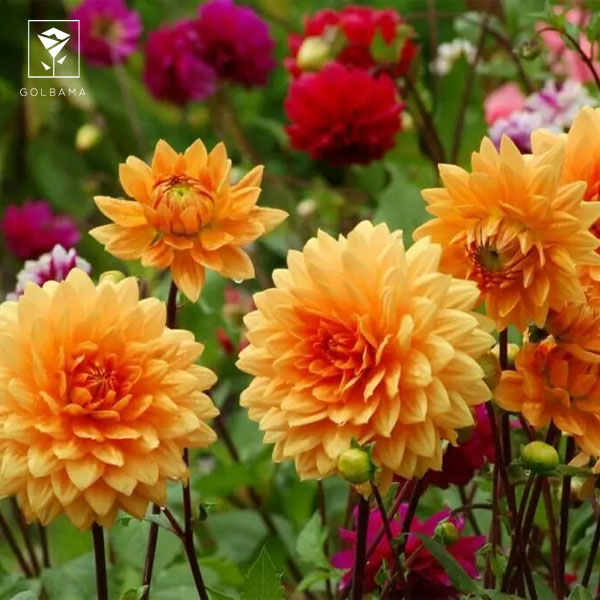 گل تولد نوزاد