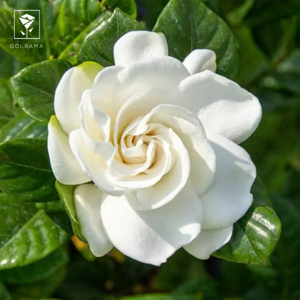 سبد گل تولد