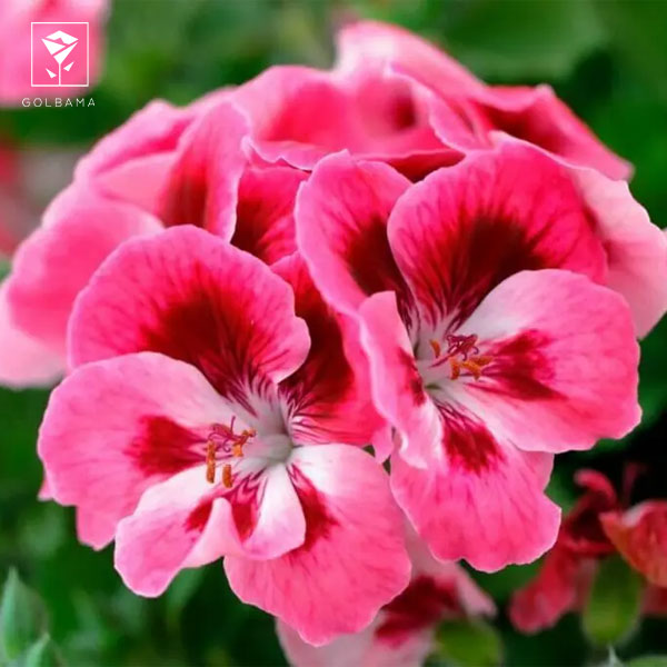 قیمت گل تولد