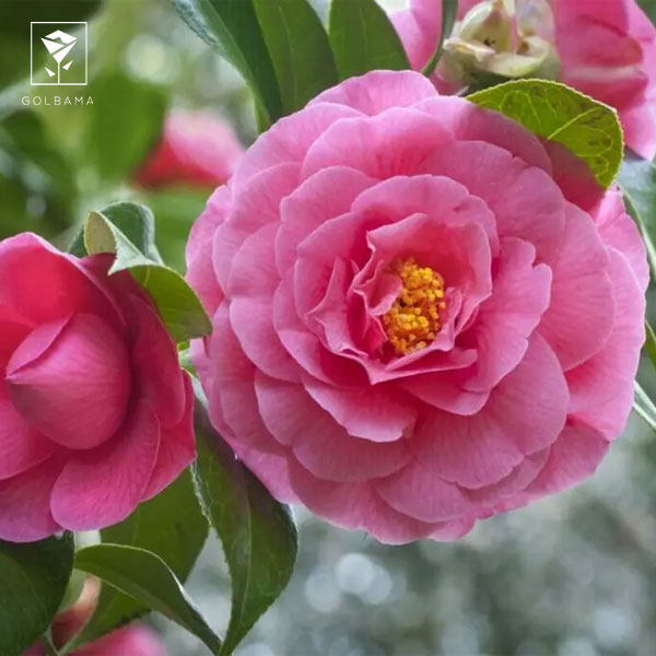 سفارش گل تولد