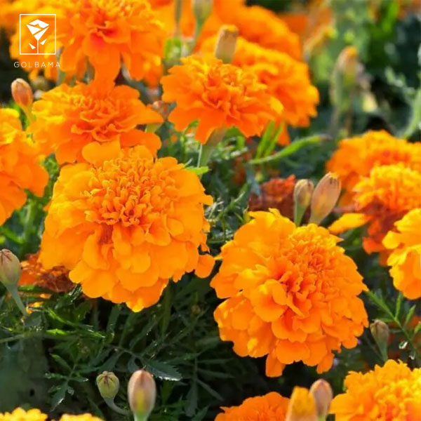 گل برای تولد دوست