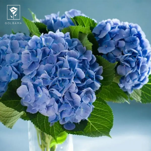 خرید گل تولد