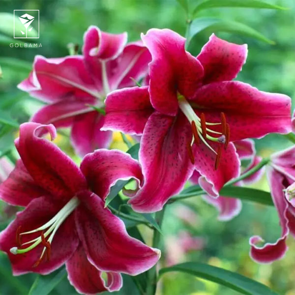 سفارش گل تولد آنلاین