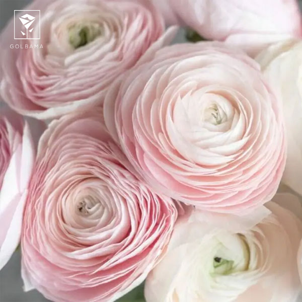 ارسال گل تولد در تهران