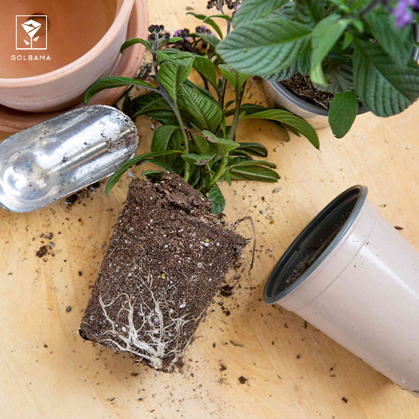 فرآیند تعویض گلدان