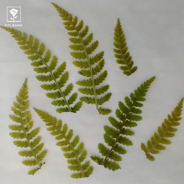 فواید گیاه سرخس