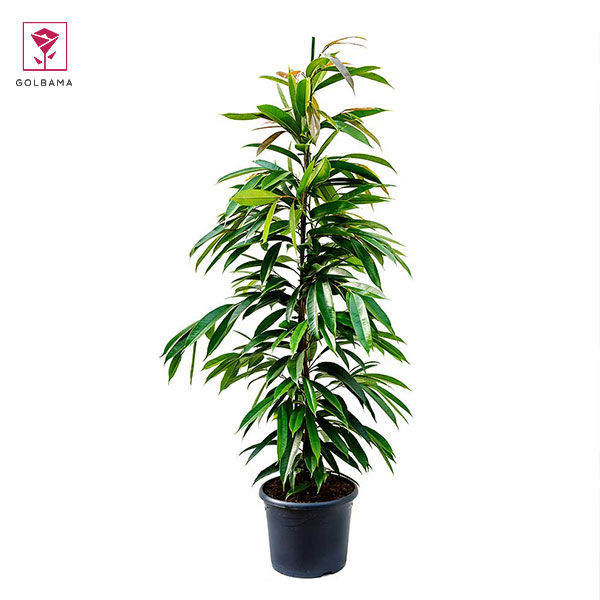 فیکوس بنجامین بلک (Narrow Leaf Fig)