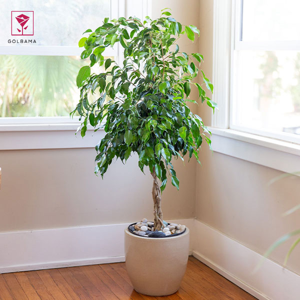 فیکوس بنجامین چیست