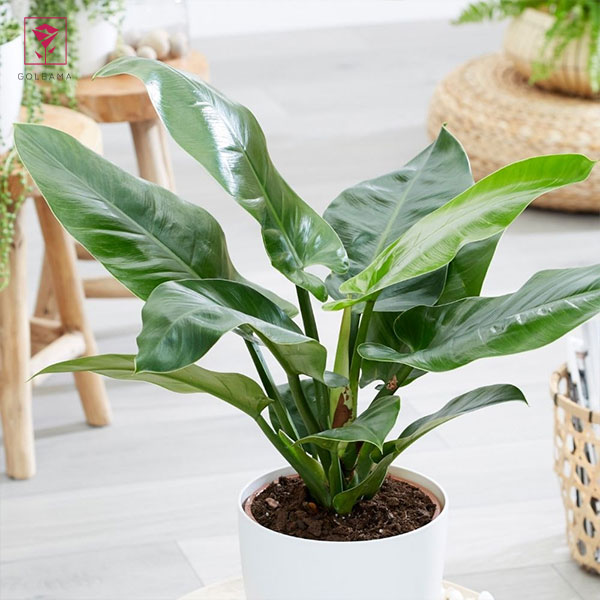 فیلودندرون امپریال (Philodendron Imperial Green)