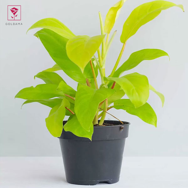 فیلودندرون سیلان طلایی (Philodendron Ceylon Gold)