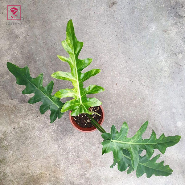 فیلودندرونِ باب سی (Philodendron Bob Cee)