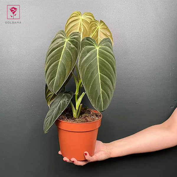 فیلودندرونِ بلک طلایی (Black Gold Philodendron)