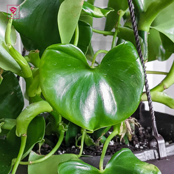 فیلودندرونِ گرازیلا (Philodendron Grazielae)