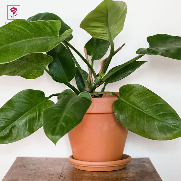 فیلودندرونِ گوش گرگی (Blushing Philodendron)