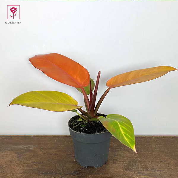 فیلودندرونِ شاهزاده پرتقالی (Philodendron Prince of Orange)