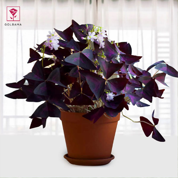 گل اگزالیس نماد چیست