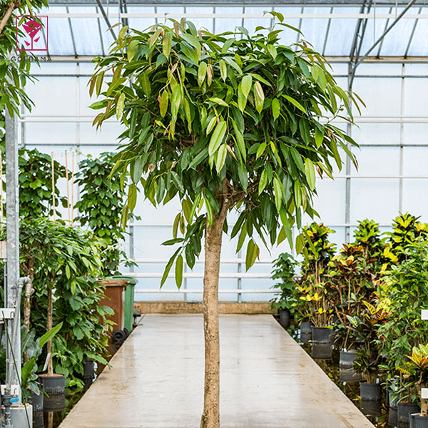 گل بنجامین آمستل (Ficus Amstel)