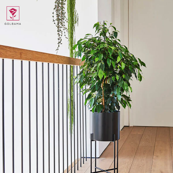 گل بنجامین نماد چیست