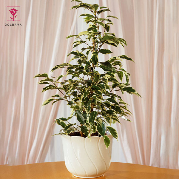 گل فیکوس بنجامین ابلق (Ficus Starlight Plant)