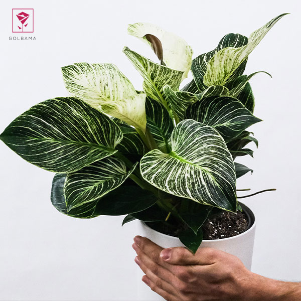 گل فیلودندرون 