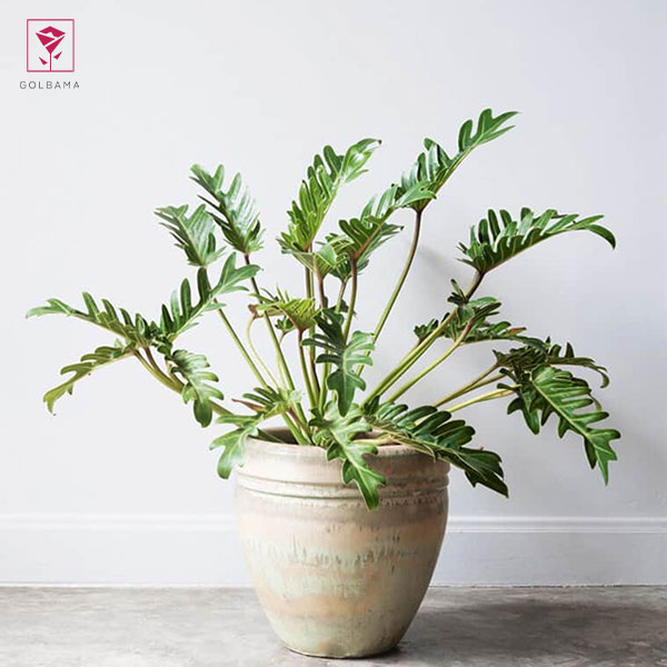 گل فیلودندرون زانادو (Philodendron Xanadu)