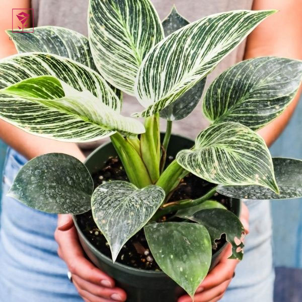 گل فیلودندرونِ برکین (Philodendron Birkin)