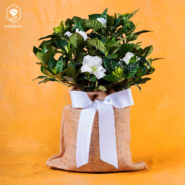 باکس گل لاکچری