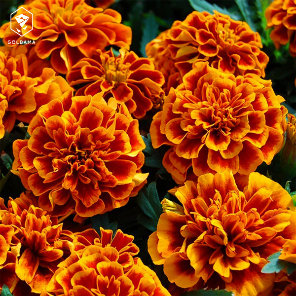 باکس گل لاکچری تولد با گل همیشه بهار