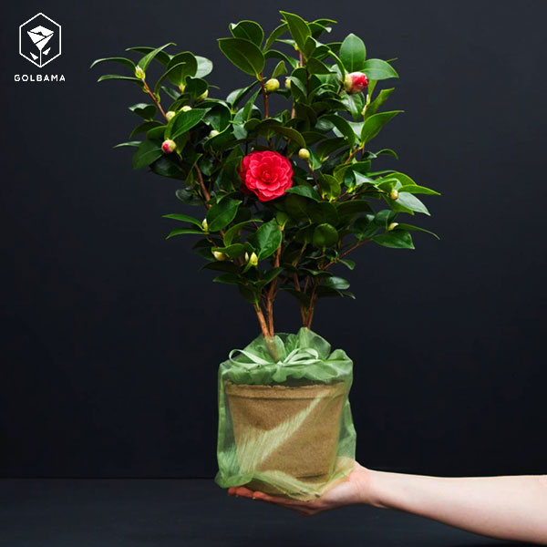 باکس گل لاکچری