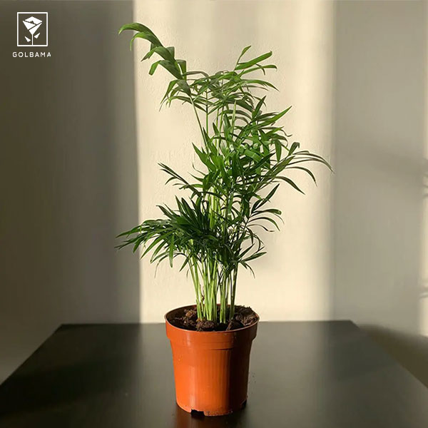 گل شامادورا الگانس (Chamaedorea elegans)