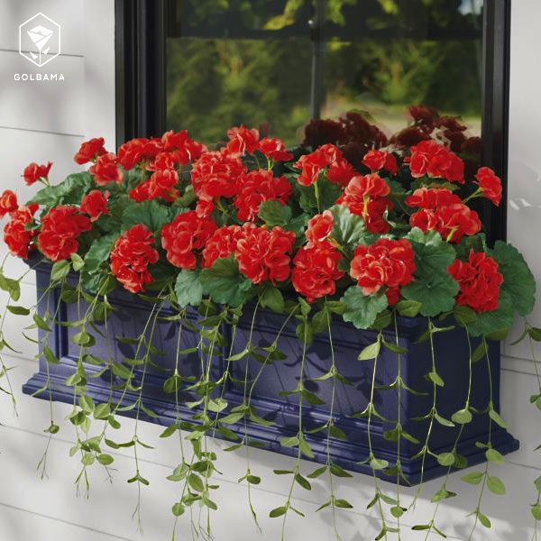 باکس گل تولد مردانه با گل شمعدانی