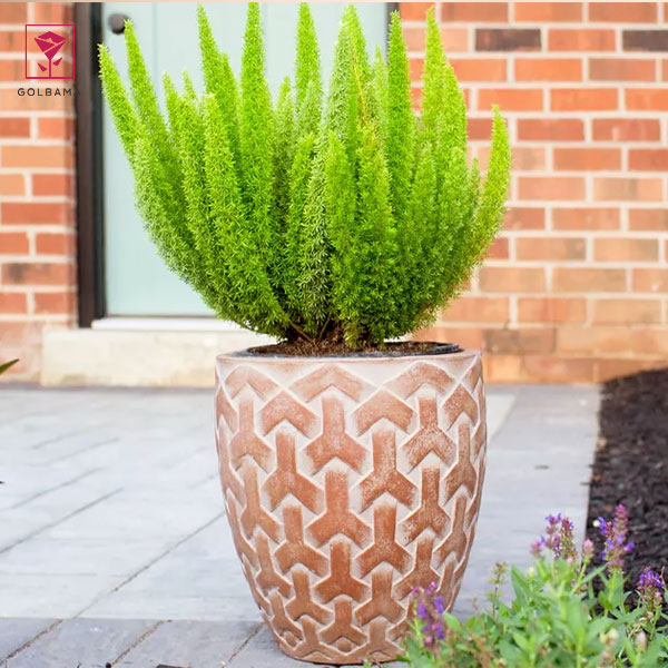 گل سرخسِ دم روباهی (Foxtail Fern)