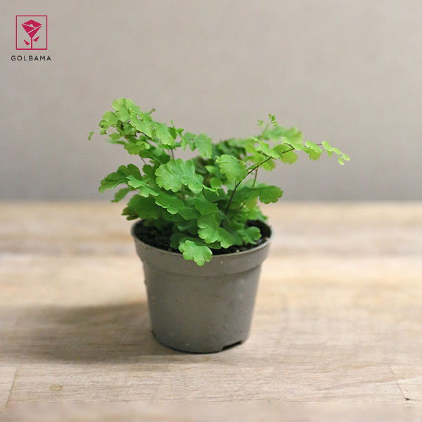 گل سرخسِ مینیاتوری