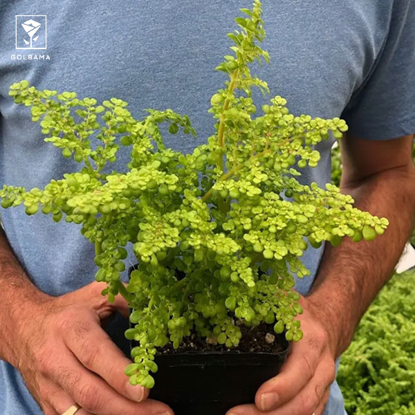 گل سرخسِ ورنا (Pilea microphylla)