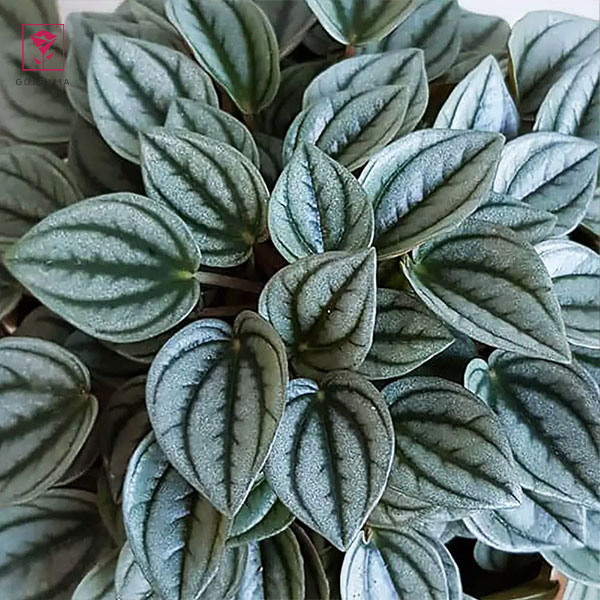 گلدهی گل پپرومیا