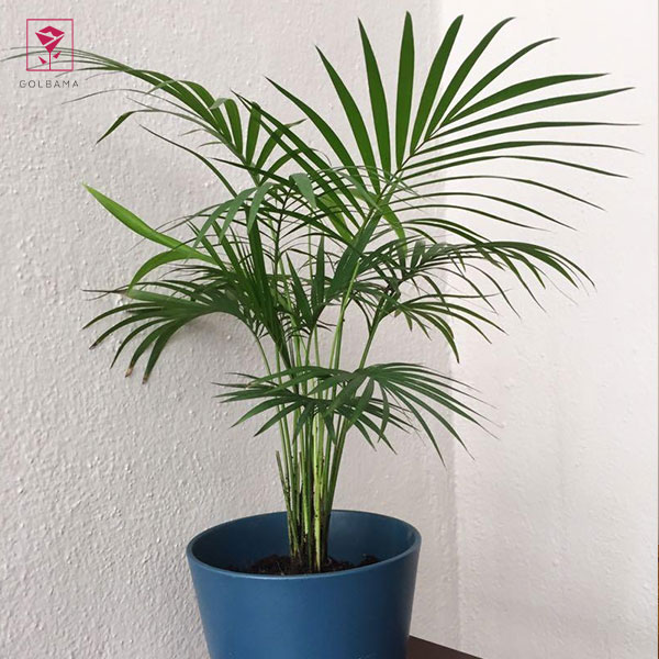 گلدهی شامادورا