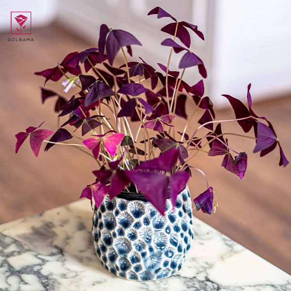 گیاه اگزالیس بنفش (Purple oxalis)