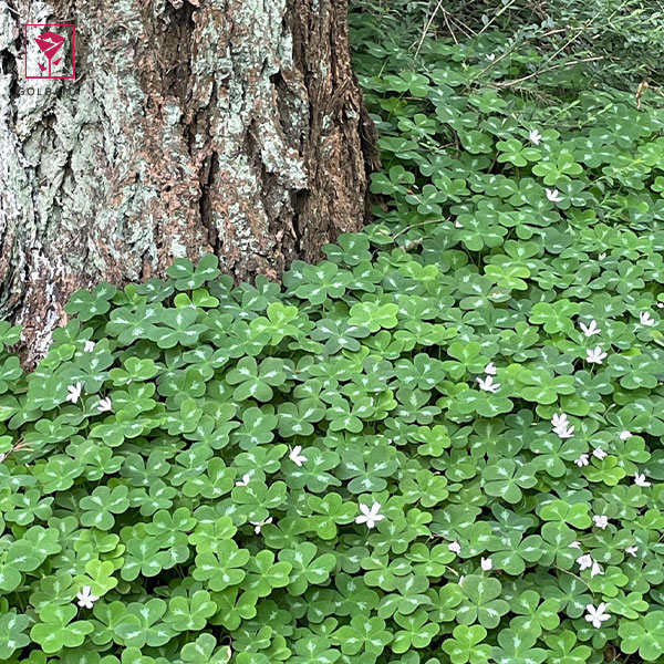 گیاه اگزالیس سبز (Redwood Sorrel)