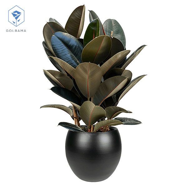 گیاه فیکوس الاستیکا