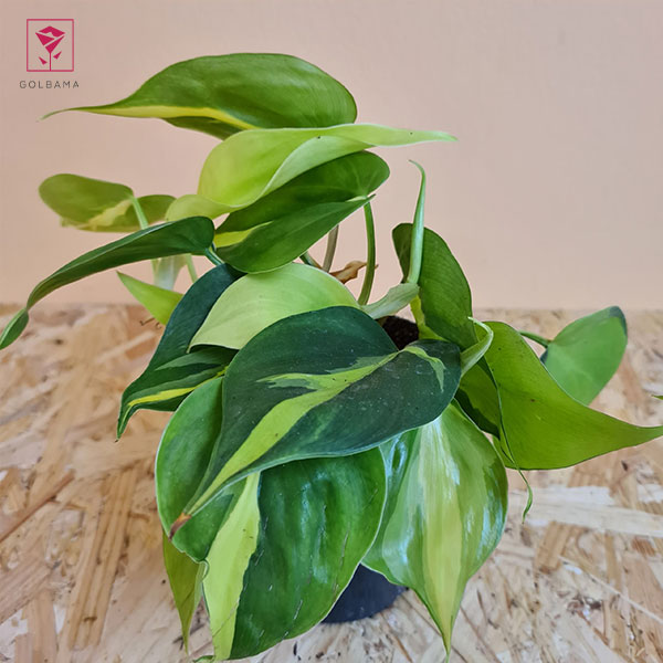 گیاه فیلودندرون ابلق (Philodendron Brasil)