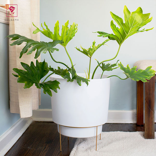 گیاه فیلودندرون برگ انجیری (Philodendron Bipinnatifidum)