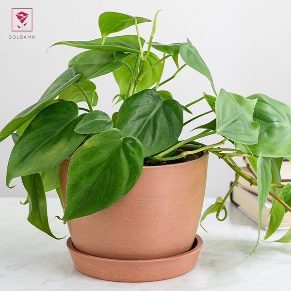 گیاه فیلودندرون برگ قلبی (Heartleaf Philodendron)